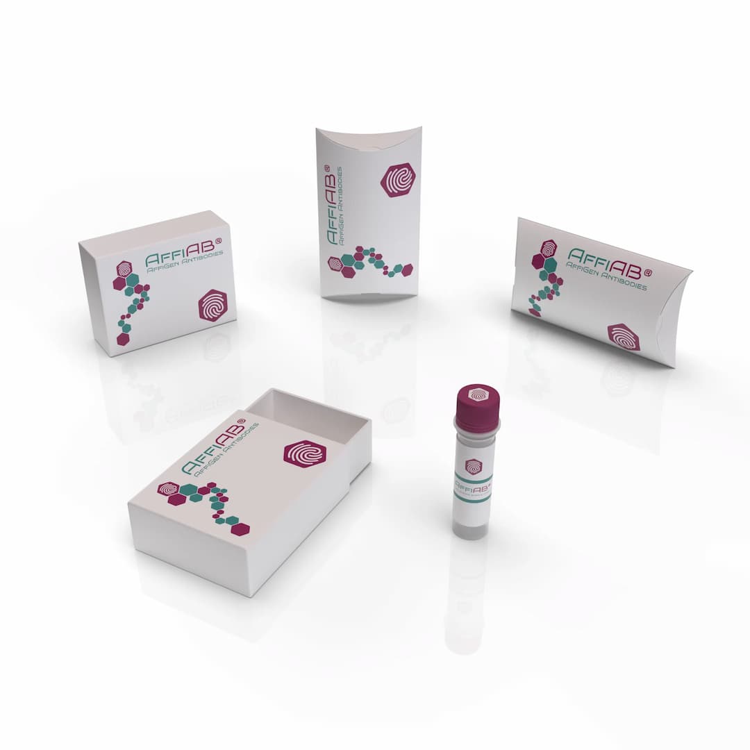 AffiAB®​ GST-Pi Antibody [Usal-hGST-Pi-McAb-1]