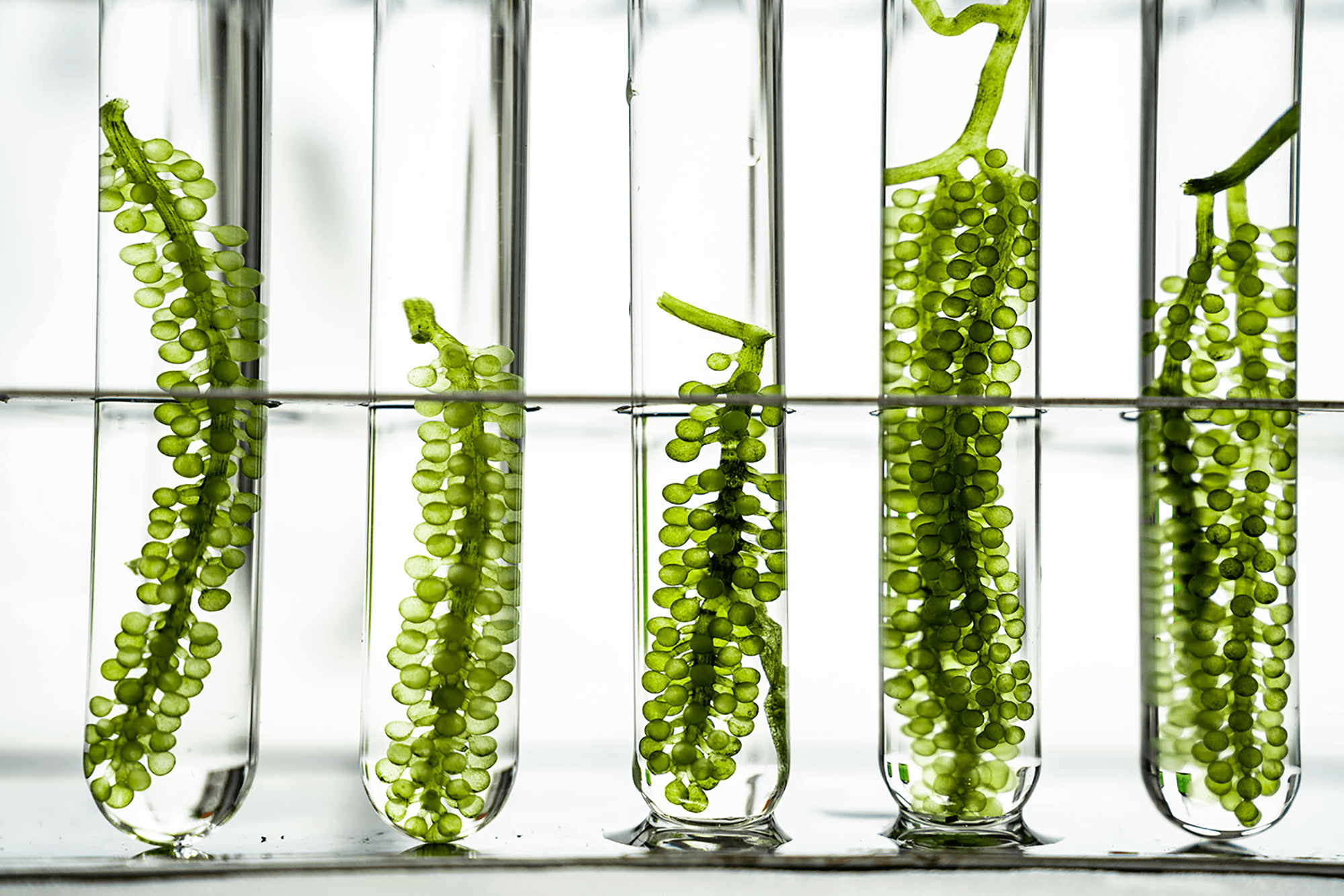 Prokaryote RNA Depletion Kits: Choosing the Right One Prokaryote RNA Depletion Kits: Choosing the Right One